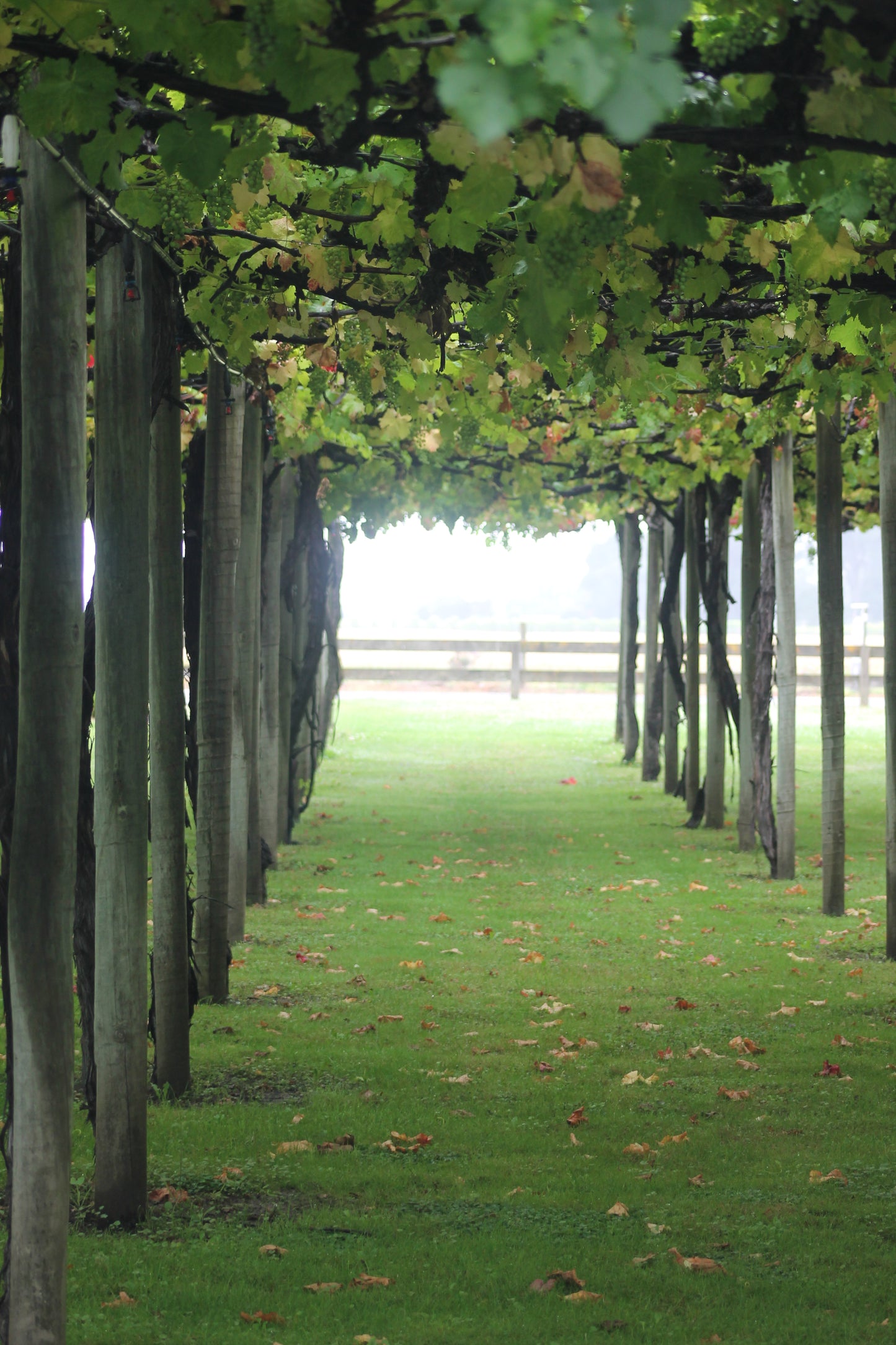 Classic Wine Tasting Tour