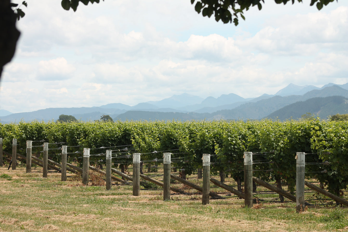 Wine Tasting Tour